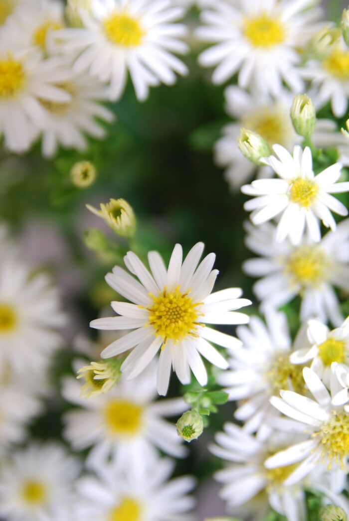 Aster żeniszkowaty 'Starshine' - Aster ageratoides 'Starshine' - obrazek 5