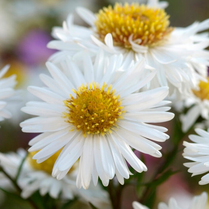 Aster żeniszkowaty 'Starshine' - Aster ageratoides 'Starshine' - obrazek 6