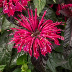 Pysznogłówka 'Sugar Buzz' - Monarda hybrida 'Sugar Buzz'