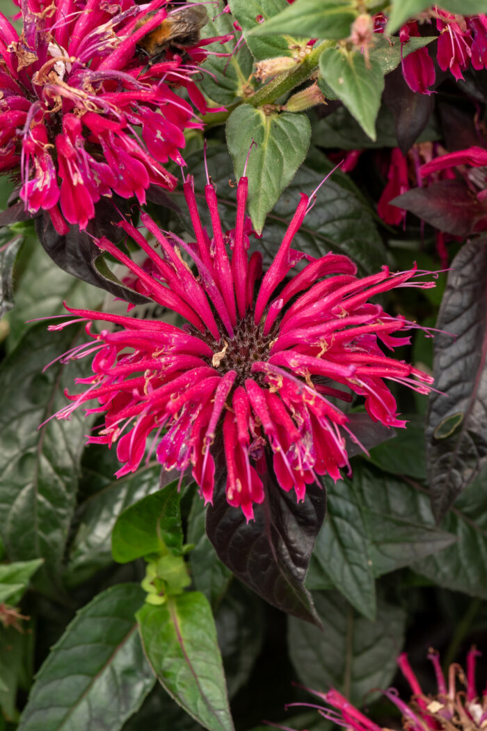 Pysznogłówka 'Sugar Buzz' - Monarda hybrida 'Sugar Buzz' - obrazek 1