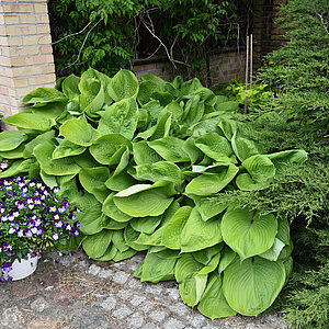 Funkia 'Sum and Substance' - Hosta 'Sum and Substance'