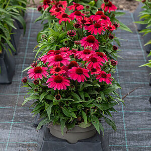 Jeżówka purpurowa 'SunMagic Vintage Red' - Echinacea purpurea 'SunMagic Vintage Red'