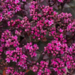 Rozchodnik karpacki 'SunSparkler Firecracker' - Sedum hybridum 'SunSparkler Firecracker'