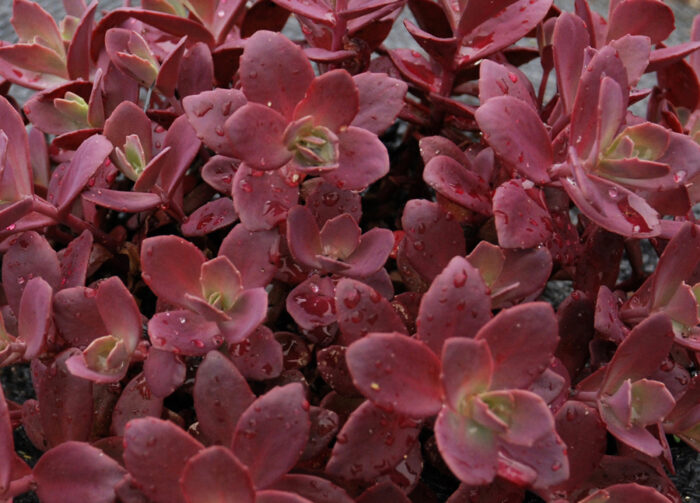 Rozchodnik karpacki 'SunSparkler Firecracker' - Sedum hybridum 'SunSparkler Firecracker' - obrazek 2