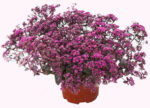 Rozchodnik karpacki 'SunSparkler Firecracker' - Sedum hybridum 'SunSparkler Firecracker' - obrazek 4