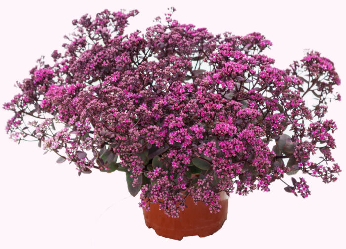 Rozchodnik karpacki 'SunSparkler Firecracker' - Sedum hybridum 'SunSparkler Firecracker' - obrazek 4