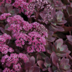 Rozchodnik karpacki 'SunSparkler Firecracker' - Sedum hybridum 'SunSparkler Firecracker' - obrazek 5