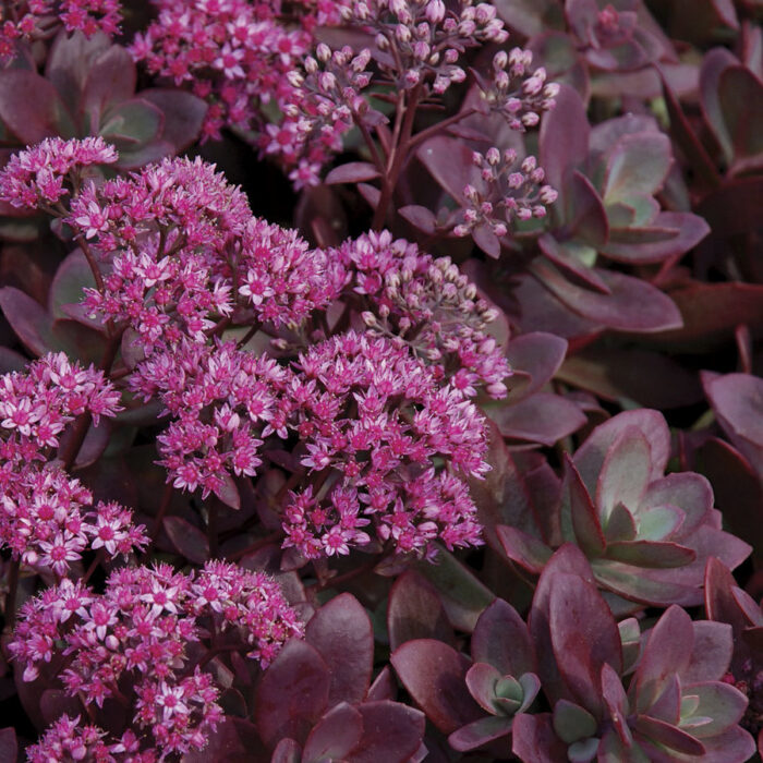 Rozchodnik karpacki 'SunSparkler Firecracker' - Sedum hybridum 'SunSparkler Firecracker' - obrazek 5