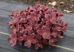 Rozchodnik karpacki 'SunSparkler Firecracker' - Sedum hybridum 'SunSparkler Firecracker' - obrazek 6