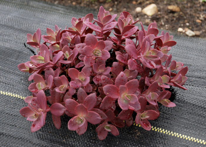 Rozchodnik karpacki 'SunSparkler Firecracker' - Sedum hybridum 'SunSparkler Firecracker' - obrazek 6