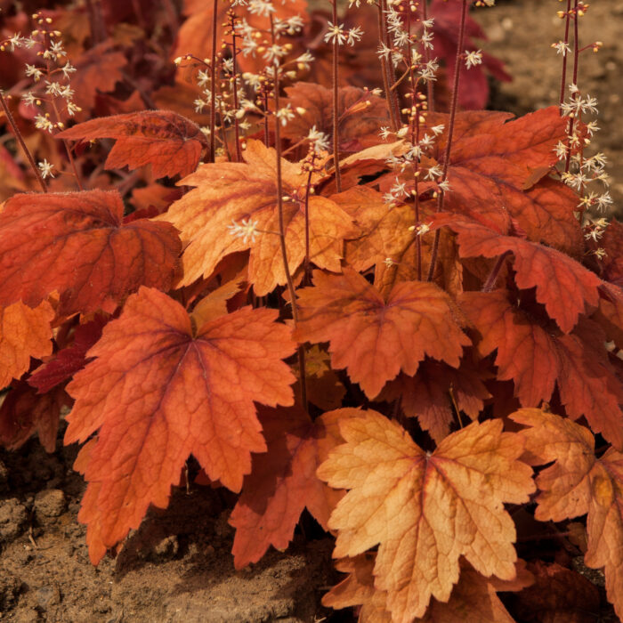 Żuraweczka 'Sweet Tea' - Heucherella hybrida 'Sweet Tea' - obrazek 1