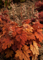 Żuraweczka 'Sweet Tea' - Heucherella hybrida 'Sweet Tea' - obrazek 3