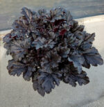 Żurawka 'Timeless Night' - Heuchera 'Timeless Night'