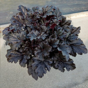 Żurawka 'Timeless Night' - Heuchera 'Timeless Night'