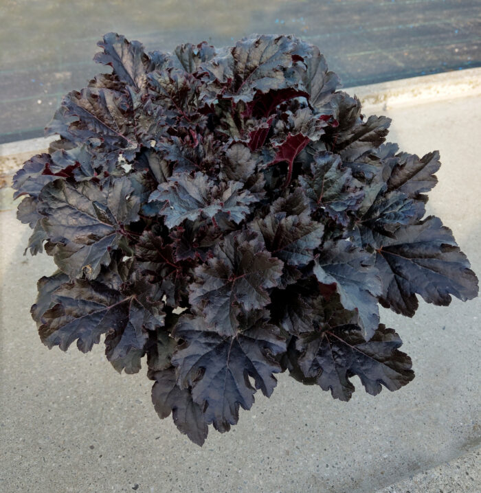 Żurawka 'Timeless Night' - Heuchera 'Timeless Night' - obrazek 1