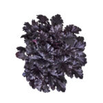Żurawka 'Timeless Night' - Heuchera 'Timeless Night' - obrazek 2