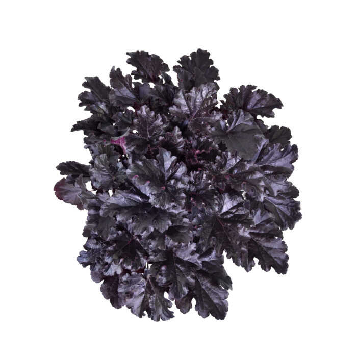 Żurawka 'Timeless Night' - Heuchera 'Timeless Night' - obrazek 2
