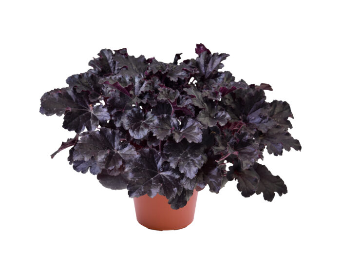 Żurawka 'Timeless Night' - Heuchera 'Timeless Night' - obrazek 3