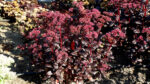 Rozchodnik wielki 'Touchdown Teak' - Sedum telephium 'Touchdown Teak'
