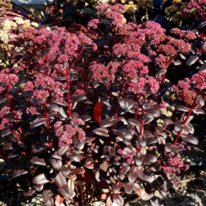 Rozchodnik wielki 'Touchdown Teak' - Sedum telephium 'Touchdown Teak'