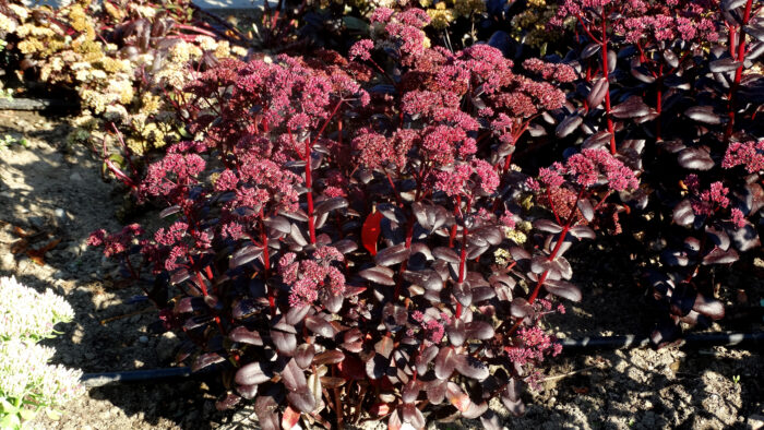Rozchodnik wielki 'Touchdown Teak' - Sedum telephium 'Touchdown Teak' - Image 1