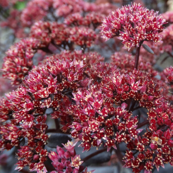 Rozchodnik wielki 'Touchdown Teak' - Sedum telephium 'Touchdown Teak' - Image 2