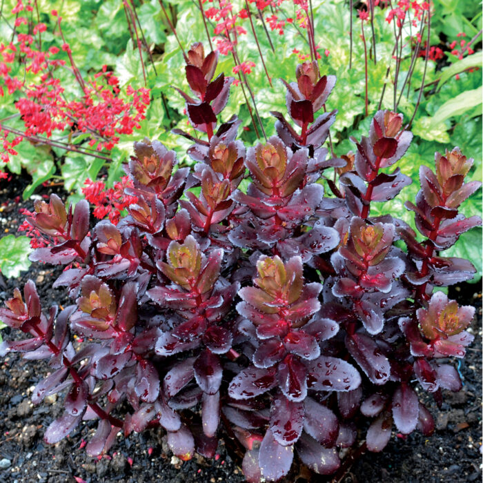 Rozchodnik wielki 'Touchdown Teak' - Sedum telephium 'Touchdown Teak' - Image 3