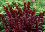 Rozchodnik wielki 'Touchdown Teak' - Sedum telephium 'Touchdown Teak' - Image 4