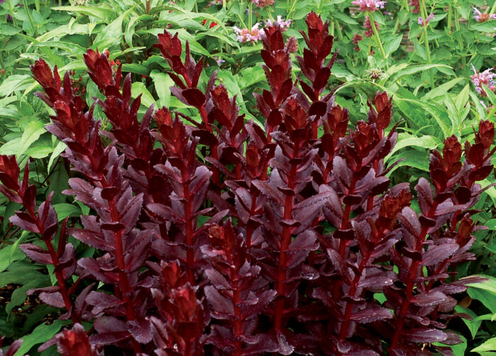 Rozchodnik wielki 'Touchdown Teak' - Sedum telephium 'Touchdown Teak' - Image 4