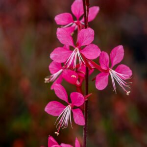 Gaura Lindheimera 'Tutti Frutti' - Gaura lindheimeri 'Tutti Frutti'