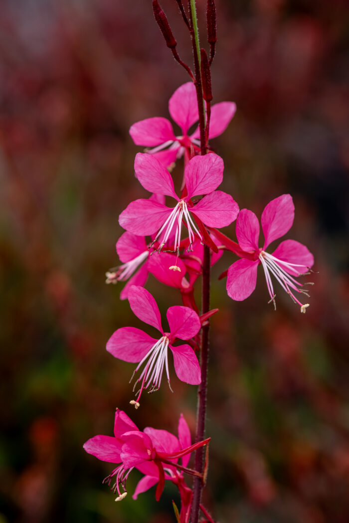 Gaura Lindheimera 'Tutti Frutti' - Gaura lindheimeri 'Tutti Frutti' - Image 1