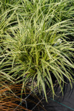 Turzyca Morrowa 'Vanilla Ice' - Carex morrowii 'Vanilla Ice'