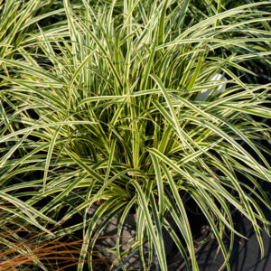 Turzyca Morrowa 'Vanilla Ice' - Carex morrowii 'Vanilla Ice'