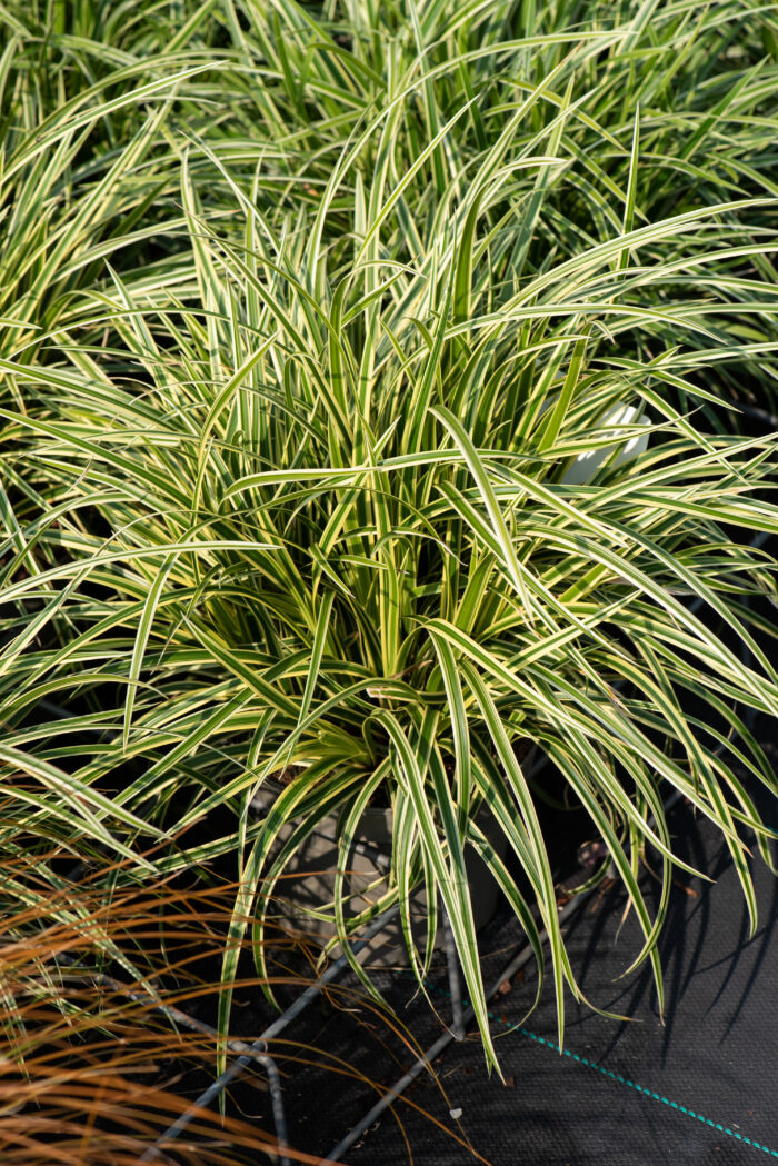 Turzyca Morrowa 'Vanilla Ice' - Carex morrowii 'Vanilla Ice' - Image 1