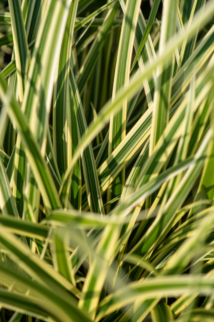 Turzyca Morrowa 'Vanilla Ice' - Carex morrowii 'Vanilla Ice' - Image 2