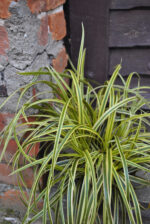 Turzyca Morrowa 'Vanilla Ice' - Carex morrowii 'Vanilla Ice' - Image 3