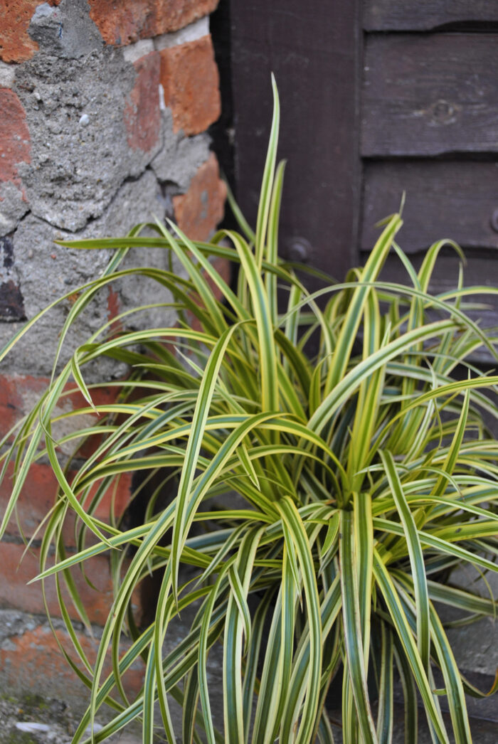 Turzyca Morrowa 'Vanilla Ice' - Carex morrowii 'Vanilla Ice' - Image 3