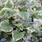 Brunnera wielkolistna 'Variegata' - Brunnera macrophylla 'Variegata'
