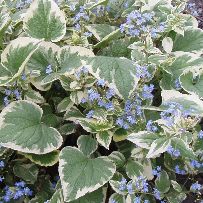 Brunnera wielkolistna 'Variegata' - Brunnera macrophylla 'Variegata' - obrazek 1