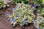 Brunnera wielkolistna 'Variegata' - Brunnera macrophylla 'Variegata' - obrazek 2