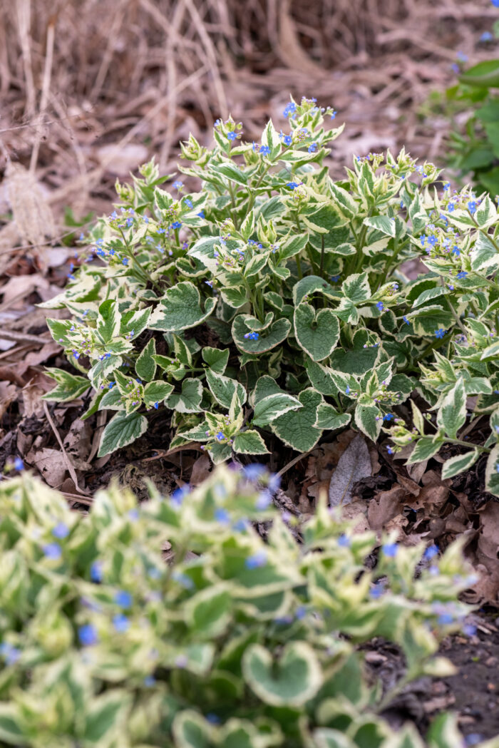 Brunnera wielkolistna 'Variegata' - Brunnera macrophylla 'Variegata' - obrazek 3