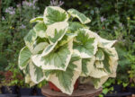 Brunnera wielkolistna 'Variegata' - Brunnera macrophylla 'Variegata' - obrazek 4