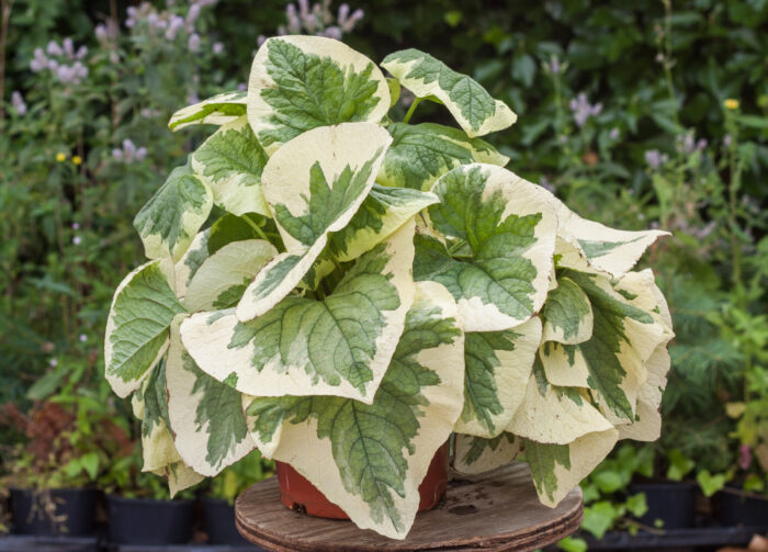 Brunnera wielkolistna 'Variegata' - Brunnera macrophylla 'Variegata' - obrazek 4