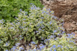 Brunnera wielkolistna 'Variegata' - Brunnera macrophylla 'Variegata' - obrazek 5