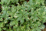 Runianka japońska 'Variegata' - Pachysandra terminalis 'Variegata'