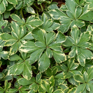 Runianka japońska 'Variegata' - Pachysandra terminalis 'Variegata'