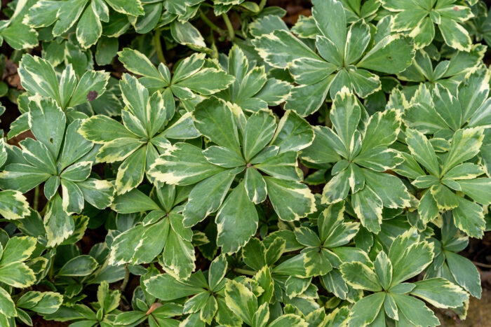 Runianka japońska 'Variegata' - Pachysandra terminalis 'Variegata' - Image 1