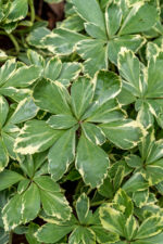 Runianka japońska 'Variegata' - Pachysandra terminalis 'Variegata' - Image 2