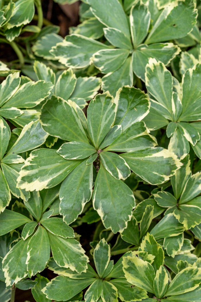 Runianka japońska 'Variegata' - Pachysandra terminalis 'Variegata' - Image 2