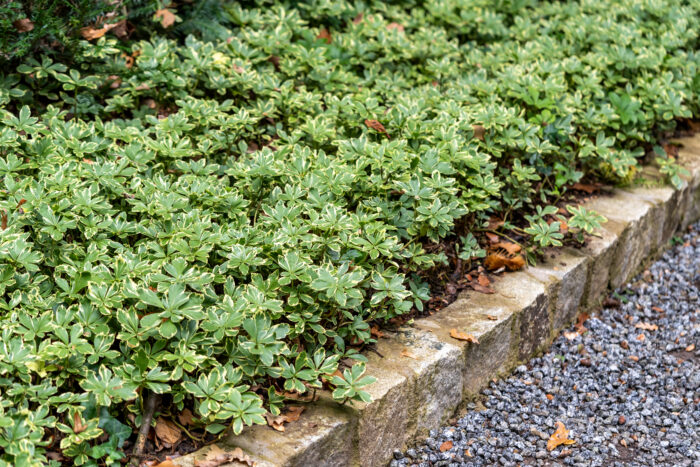 Runianka japońska 'Variegata' - Pachysandra terminalis 'Variegata' - Image 3